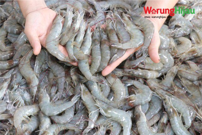 Tips Memilih Udang Segar