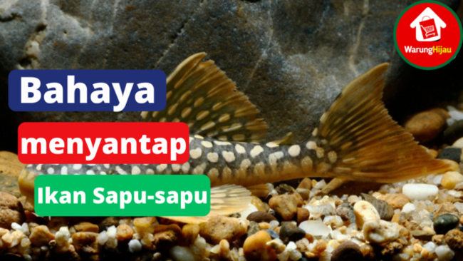 5 Bahaya Menyantap Ikan Sapu-sapu