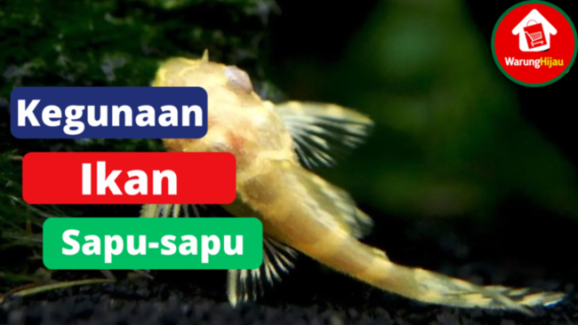 6 Kegunaan Dari Ikan Sapu-sapu