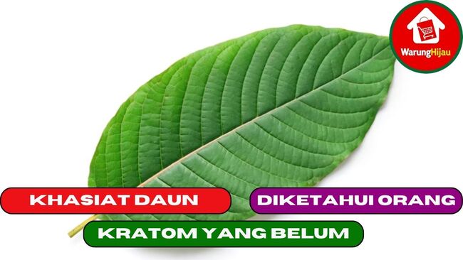 7 Khasiat Daun Kratom yang Belum Banyak di Ketahui Orang