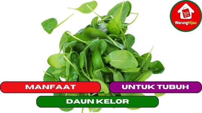 10 Manfaat Dari Daun Kelor Untuk Tubuh