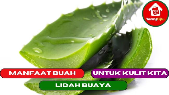 5 Manfaat Lidah Buaya yang Bagus Untuk Kulit Kita