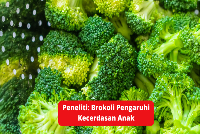 Peneliti: Brokoli Pengaruhi Kecerdasan Anak