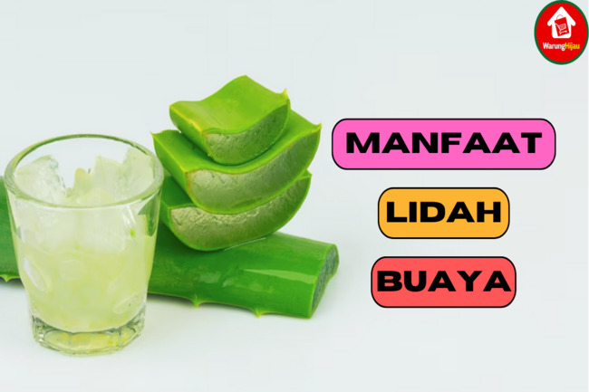 Simak 4 Manfaat Lidah Buaya bagi Tubuh