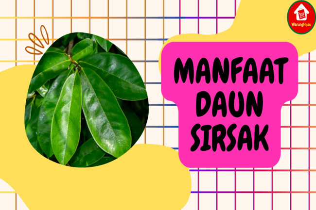 10 Manfaat Daun Sirsak untuk Kesehatan: Baik untuk Jantung