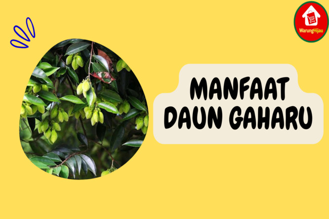 Simak 8 Manfaat Daun Gaharu: Ampuh Redakan Stres