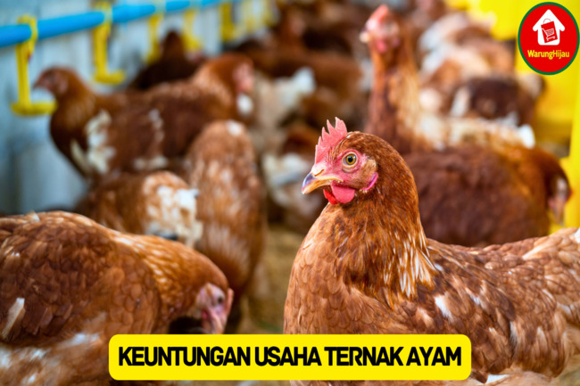 Simak 7 Keuntungan Usaha Ternak Ayam Berikut Ini