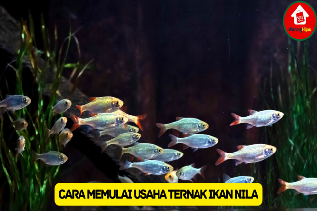 Ketahui 9 Cara Memulai Usaha Ternak Ikan Nila