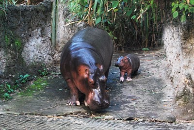 [Gambar: 92042_bayi-kuda-nil-di-taman-safari-indonesia.jpg]