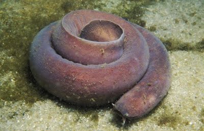 [Gambar: hagfish.jpg]