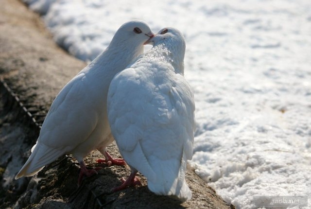 [Gambar: white+pigeon+in+love.jpg]