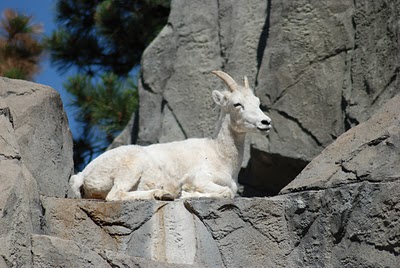 [Gambar: Mountain+Goat+3+%28Melissa+Johnson%29.jpg]