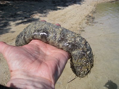 [Gambar: Sally+holding+sea+cucumber.jpg]