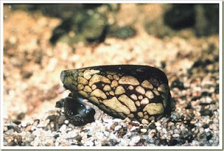 [Gambar: 3+Siput+Marbled+Cone.jpg]