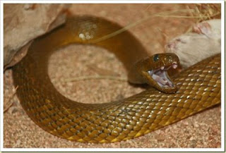 [Gambar: 8+Ular+Taipan.jpg]