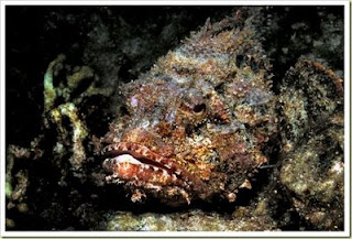[Gambar: 6+Stone+fisk.jpg]