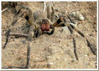 [Gambar: 7+Brazilian+Wandering+Spider.jpg]