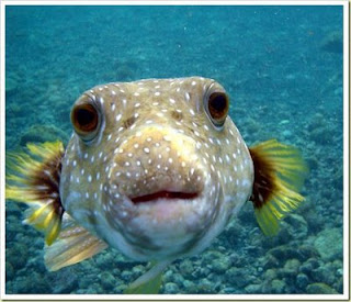 [Gambar: 10+Ikan+Bantal.jpg]