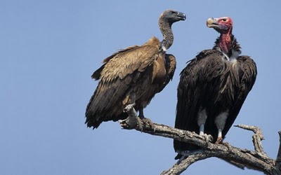 [Gambar: skyburial-560x350.jpg]