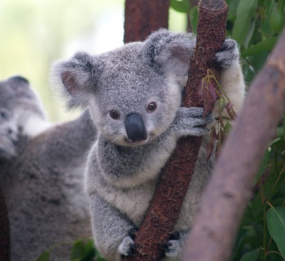 [Gambar: Cutest_Koala.jpg]