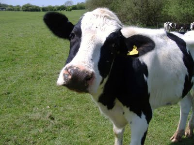 [Gambar: cow.jpg]