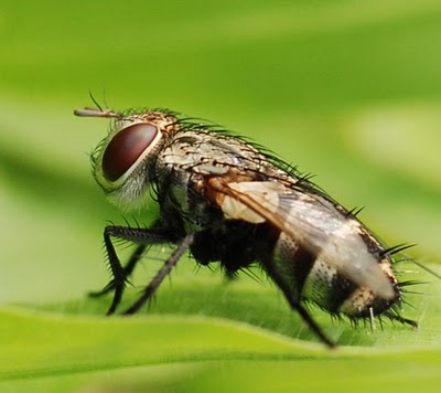 [Gambar: lalat_jelek1.jpg]