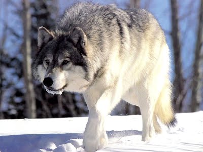 [Gambar: aar+grey+wolf.jpg]