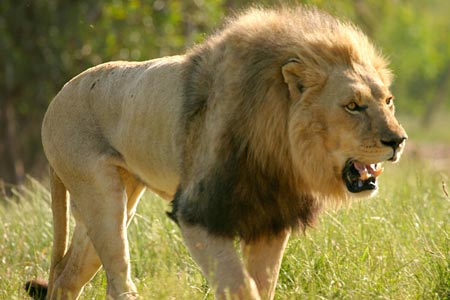 [Gambar: Captive-Male-Lion-L-705385.jpg]
