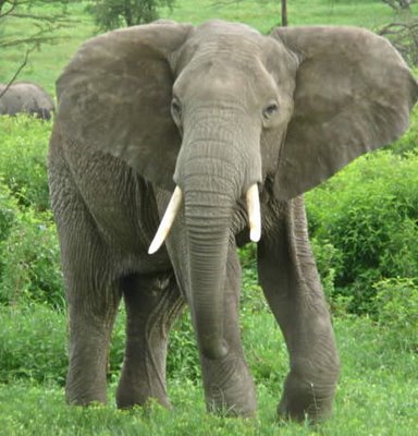 [Gambar: Fakta-Gajah.jpg]