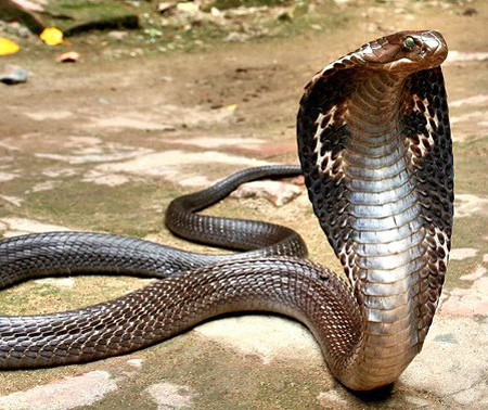 [Gambar: naga-naga.jpg]