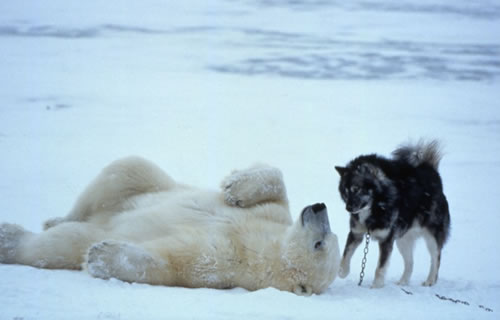 [Gambar: polar-bear-husky-dog-playing-1.jpg]